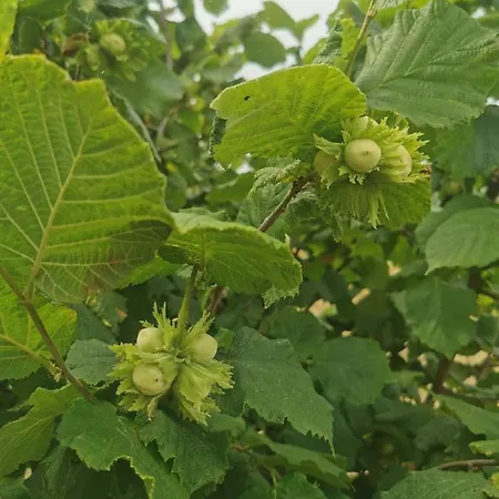 Domus Nirale باغنوريغيو