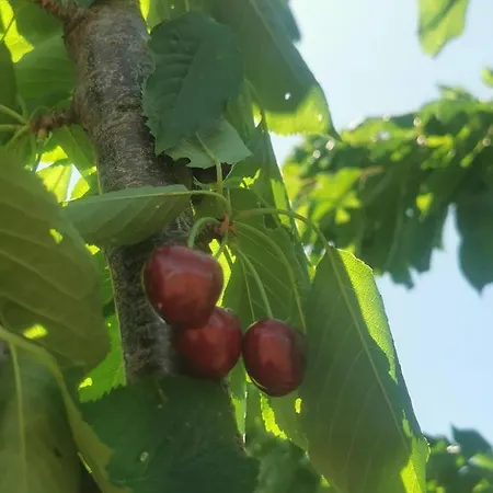 Domus Nirale فيلة باغنوريغيو