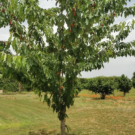 Domus Nirale فيلة