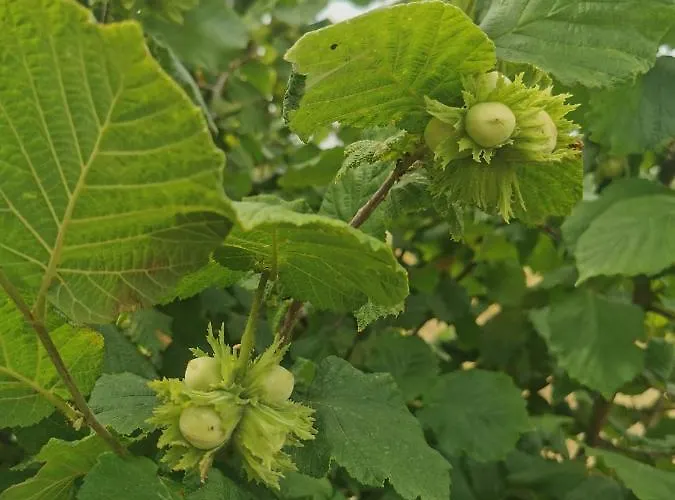 Domus Nirale Bagnoregio